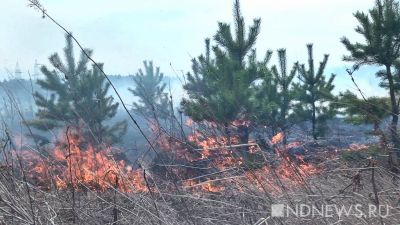 В Канаде поймали поджигателя лесов